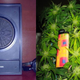 Image for article titled Bjork vs Bork, The Hide-A-Plant, Drum Solos, and BOOM! Headshots